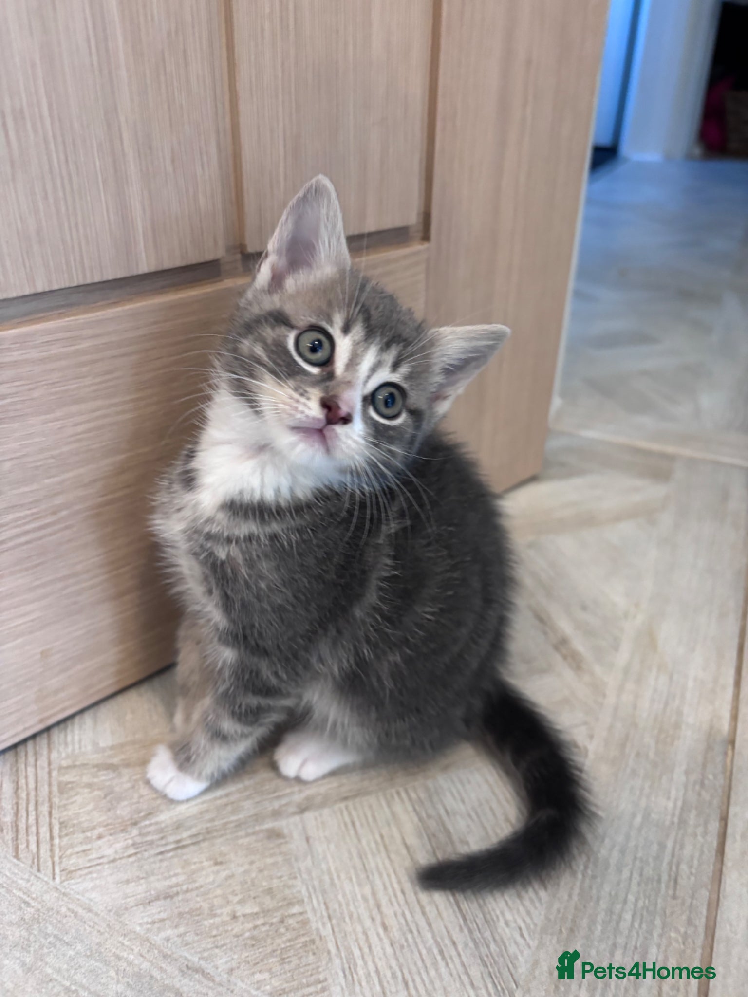 Mixed Breed cats for sale: 4 sweet kittens for new homes  in Thornton-Cleveleys - Advert 5