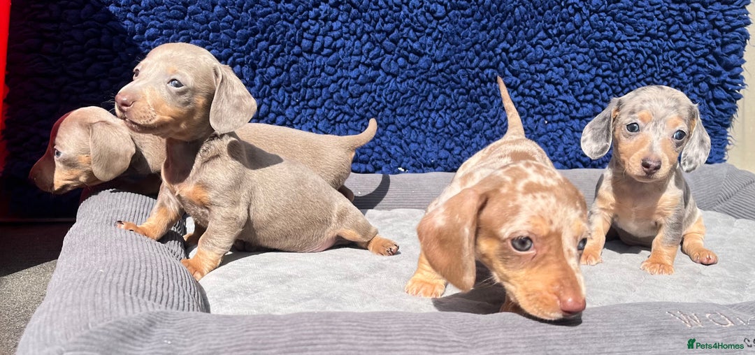 Miniature Dachshund dogs for sale: STUNNING RAINBOW MIX MINI DAXI KC REG PRA CLR - Image 10