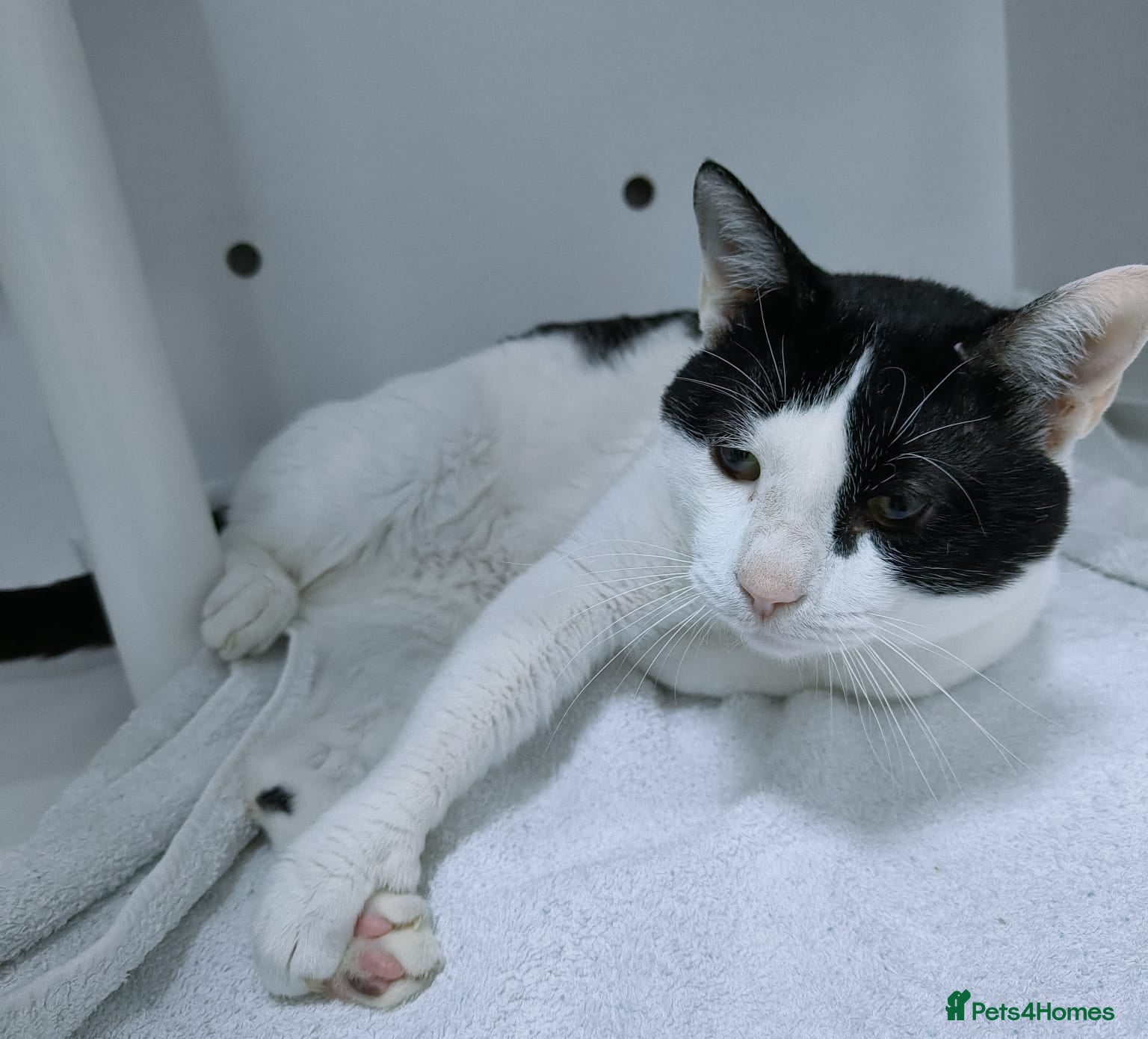 Zoom - playful and cuddly — Mixed Breed