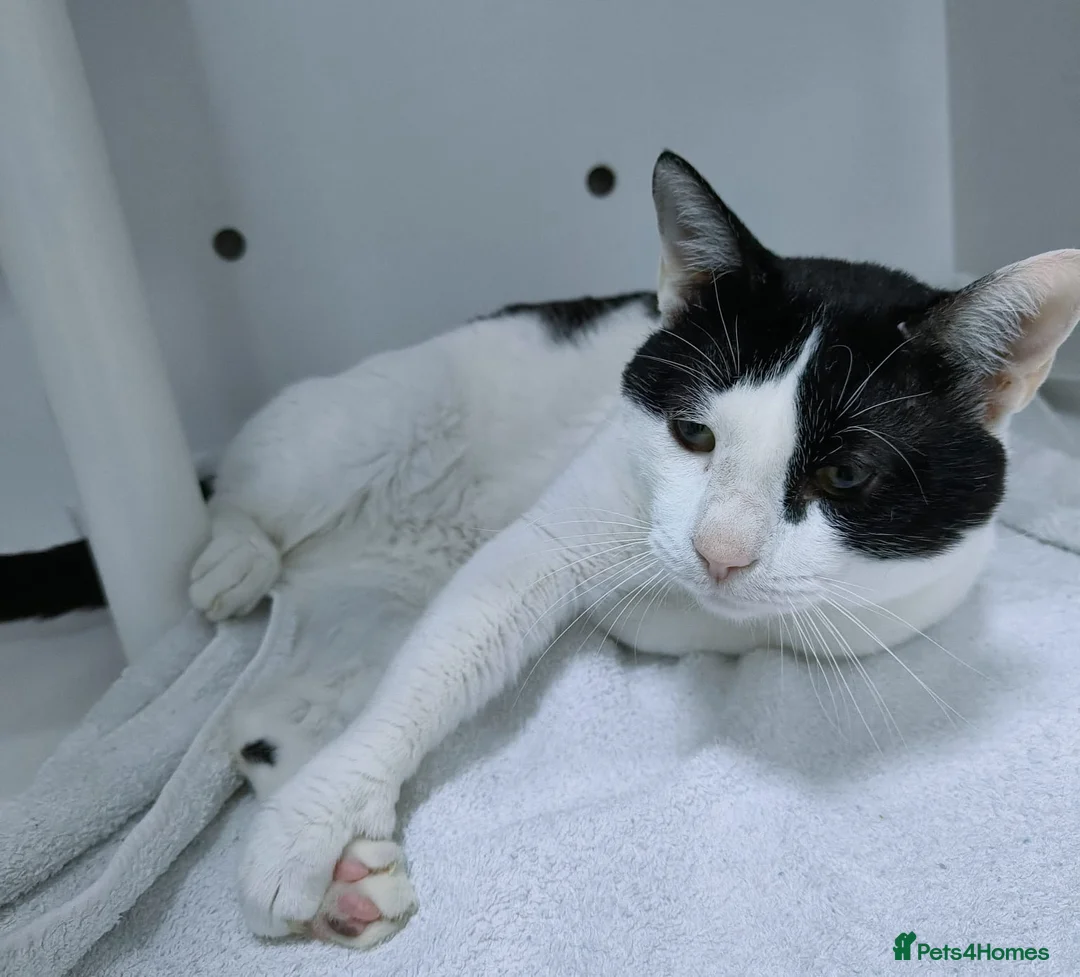 Mixed Breed cats for adoption: Zoom - playful and cuddly  - Advert 10