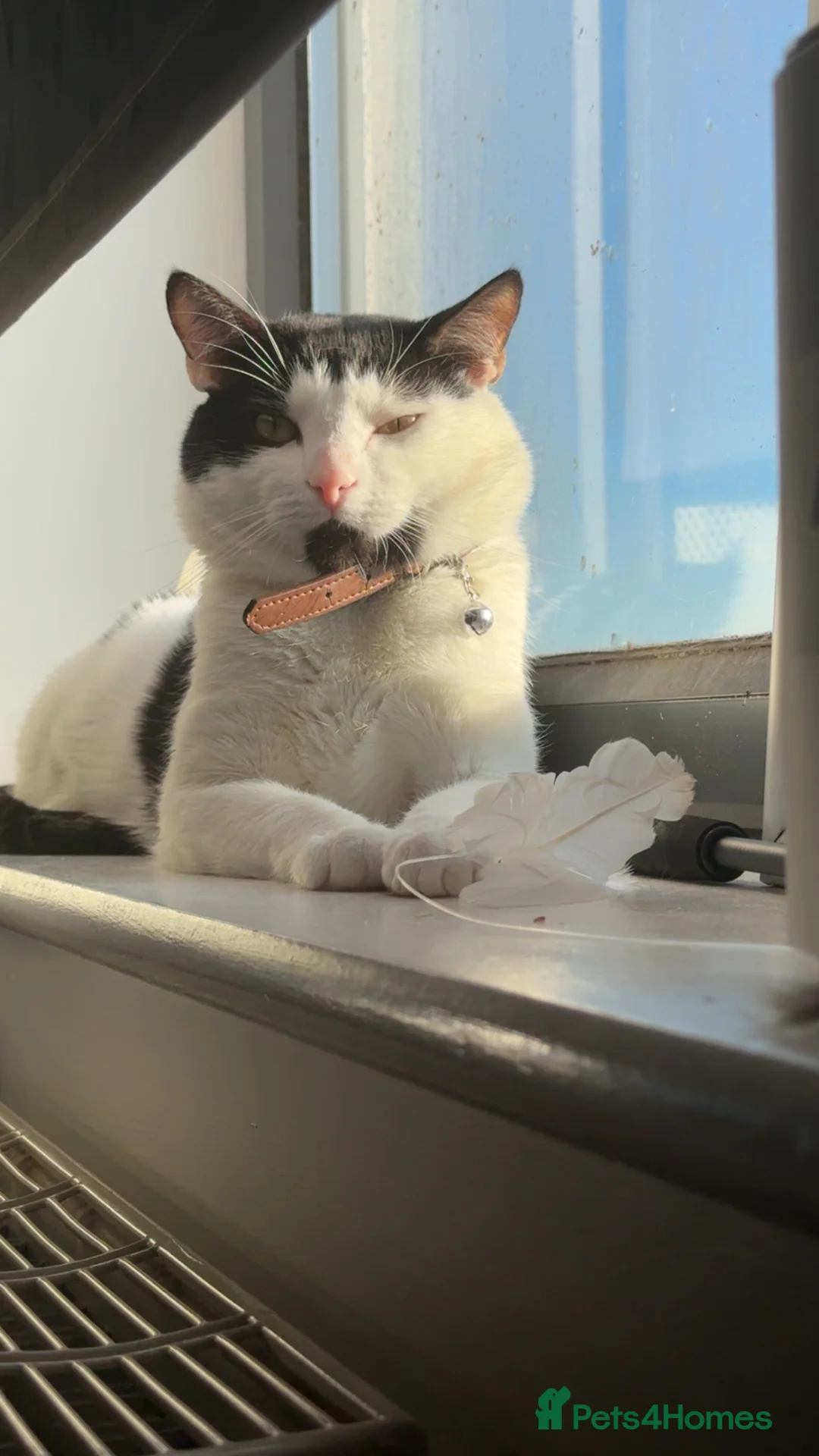 Domestic Shorthair cats for stud: Chubby  in London - Advert 3