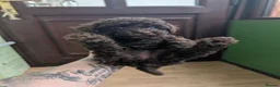 Toy Poodle dogs for sale: For sale Toy poodle puppies  - Advert 7