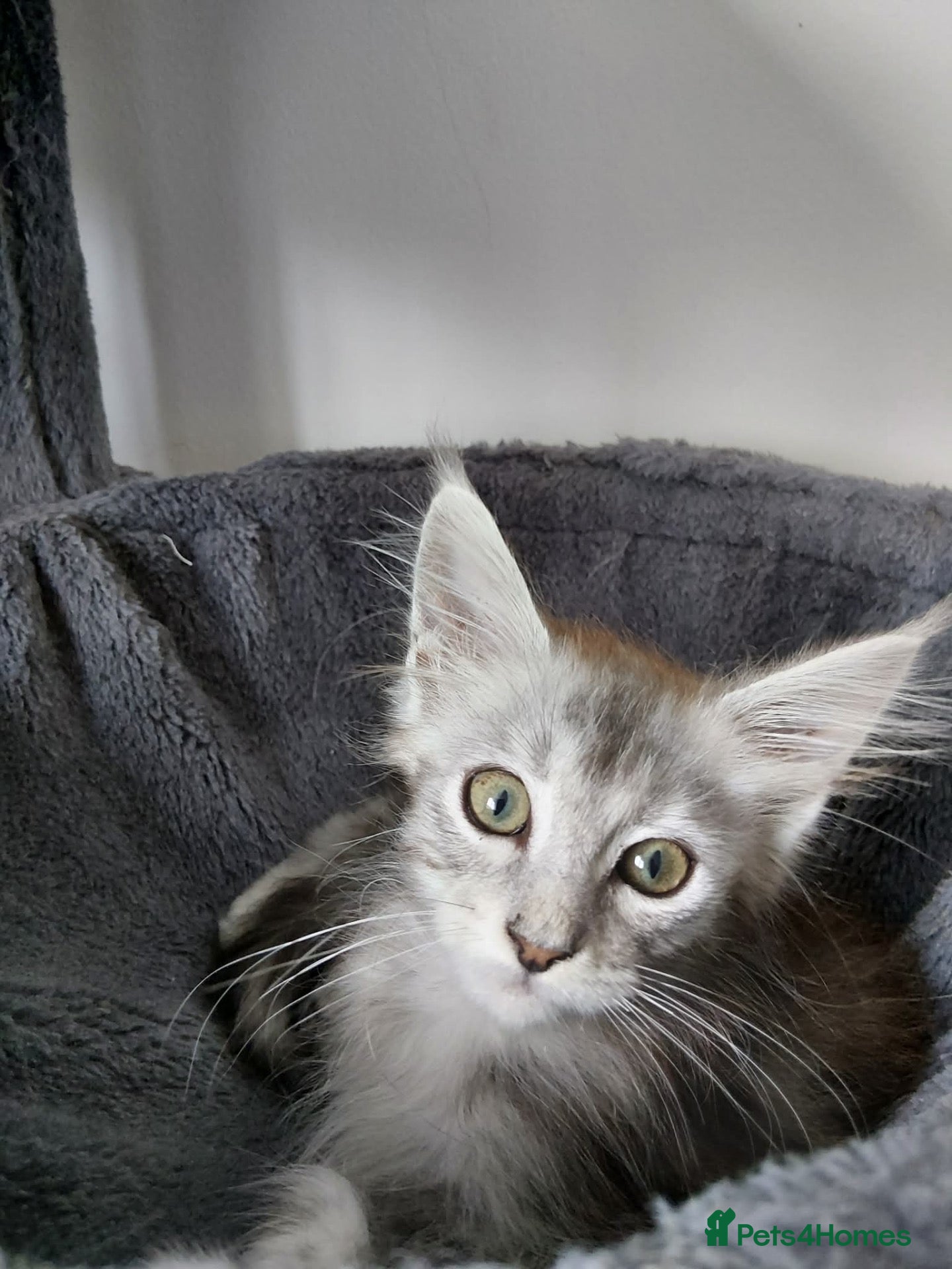 Maine Coon cats Majestic fluffballs FOR SALE (1 kitten left) - Advert 2