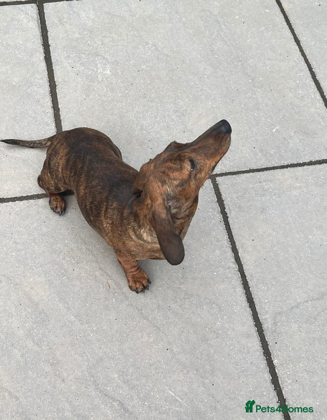 Miniature Dachshund dogs for sale: KC Reg Red Brindle female PRA Clear - Image 5