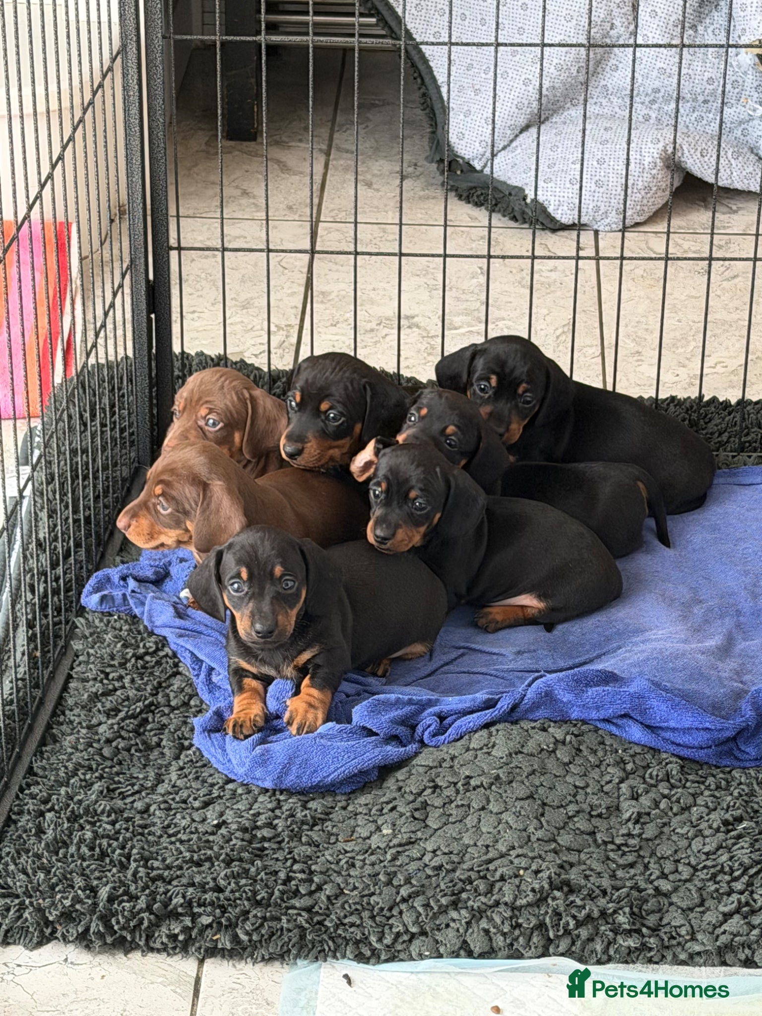 Miniature Dachshund dogs KC Miniature Dachshund Puppies - Ready 10th May🐾  - Advert 1