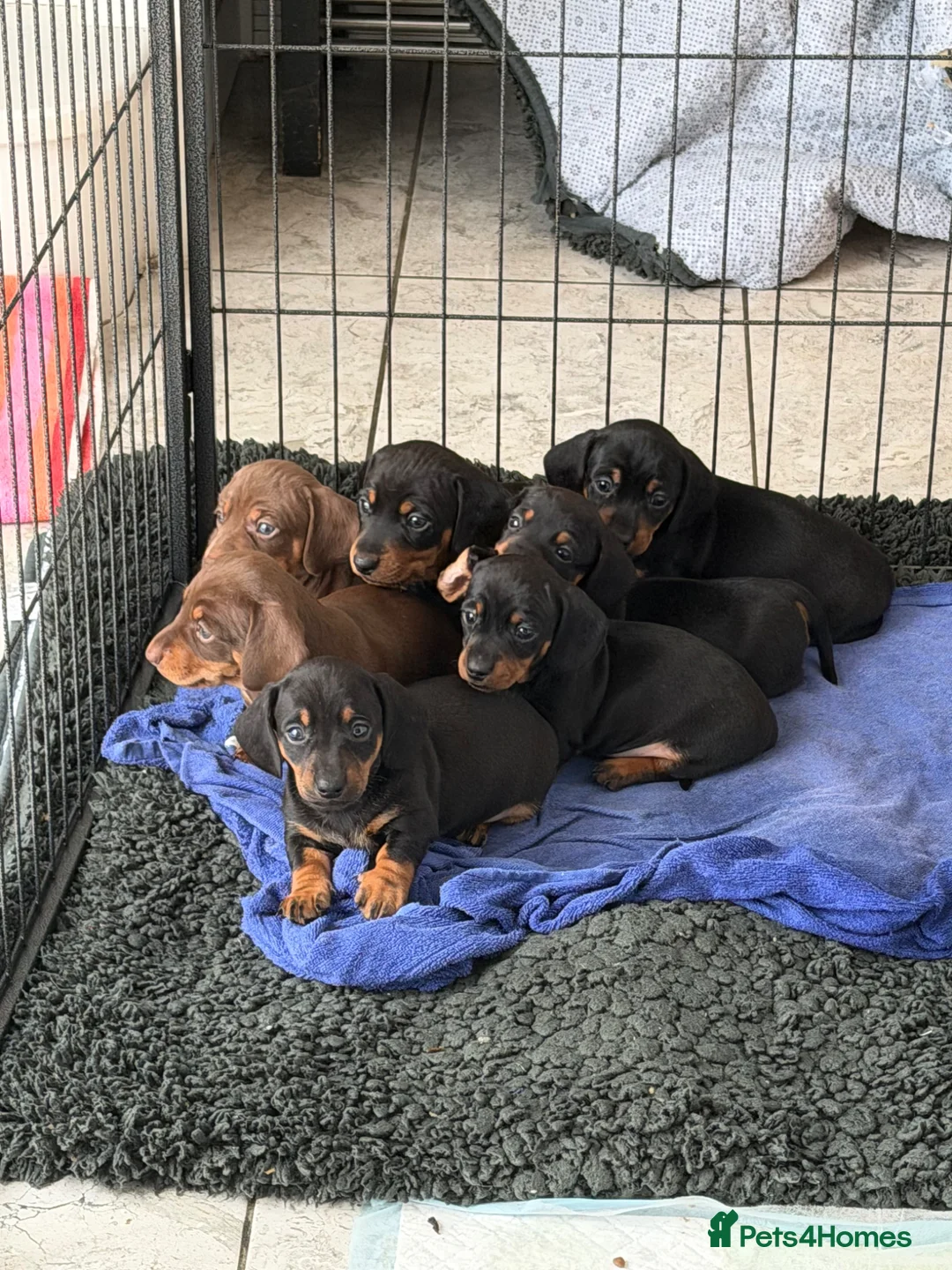 Miniature Dachshund dogs for sale: KC Miniature Dachshund Puppies - PRICE REDUCED!🐾  - Advert 1
