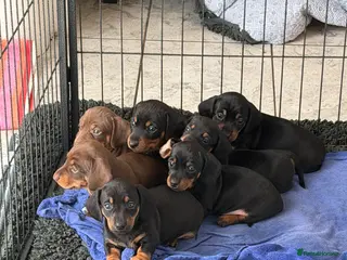 Miniature Dachshund dogs for sale: KC Miniature Dachshund Puppies - PRICE REDUCED!🐾 - Advert 2