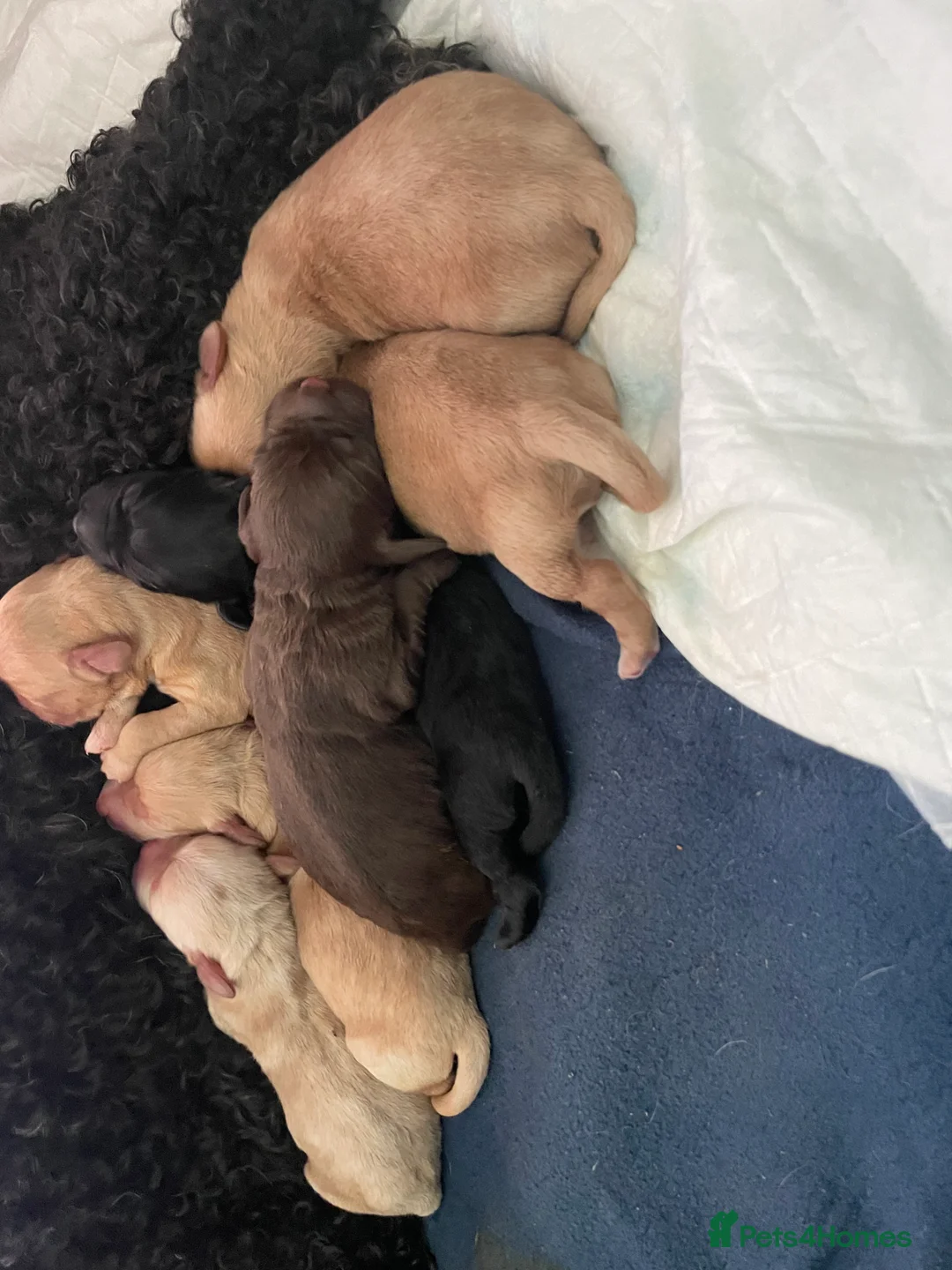 Mixed Breed dogs for sale: Gorgeous litter of 7 in Billingham - Advert 2