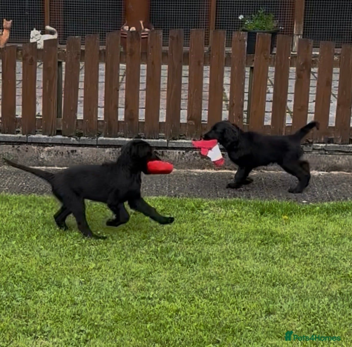 Flat coated Retriever dogs Two stunning black Flatcoats puppies for sale  - Advert 1