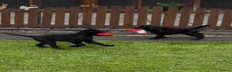 Flat coated Retriever dogs for sale: Two stunning black Flatcoats puppies for sale  - Advert 1