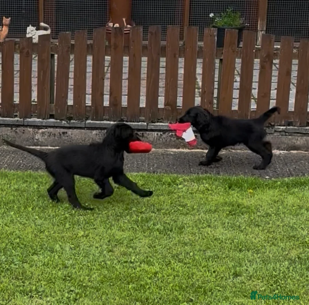 Flat coated Retriever dogs for sale: Two stunning black Flatcoats puppies for sale  - Advert 1
