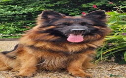 German Shepherd dogs for sale: BOTH PARENTS ARE ALL DNA TESTS CLEAR  - Image 14