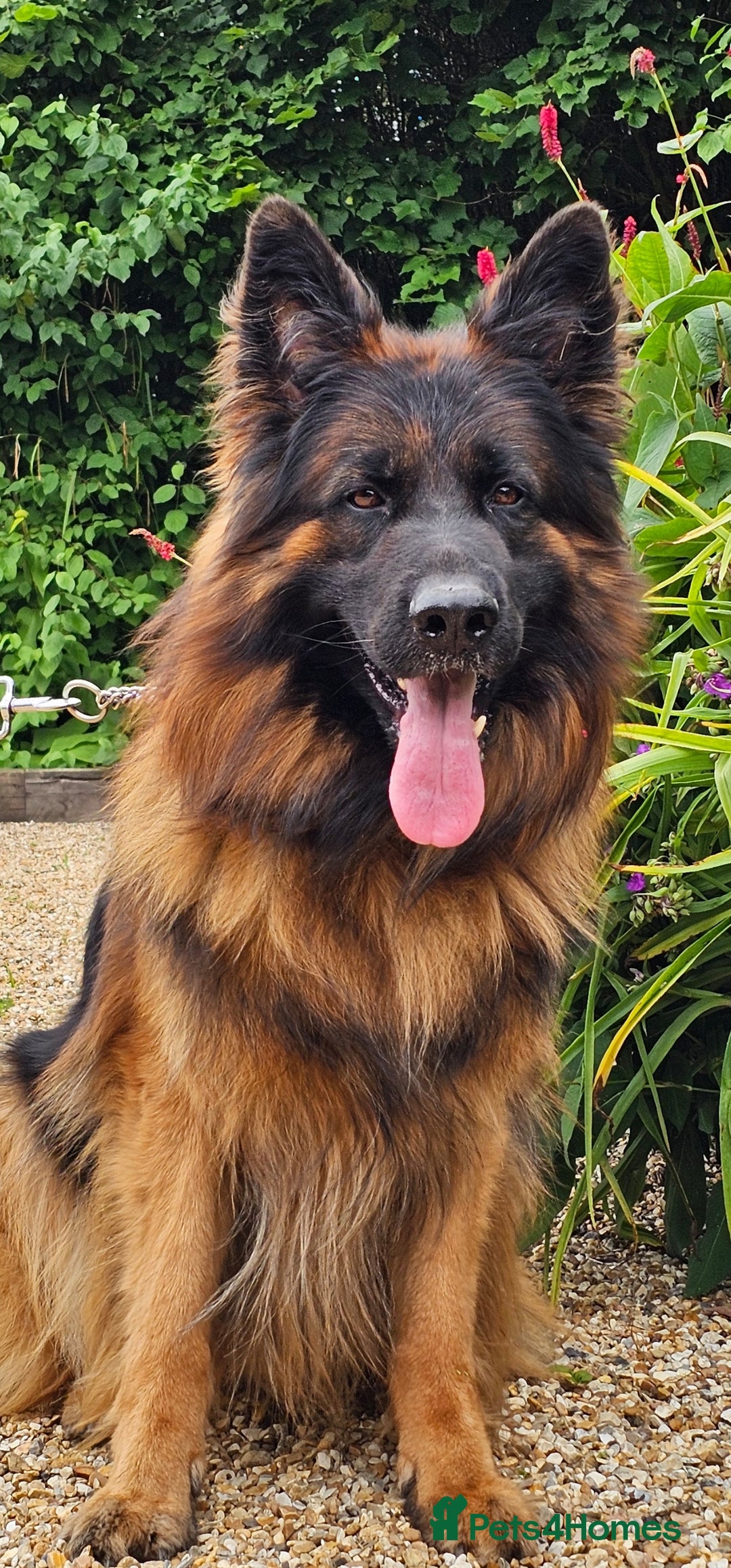 German Shepherd dogs for sale: BOTH PARENTS ARE ALL DNA TESTS CLEAR  - Image 14