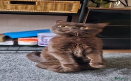 British Shorthair cats for stud: STUNNING CHOCOLATE BSH (GCCF) for stud - Image 4