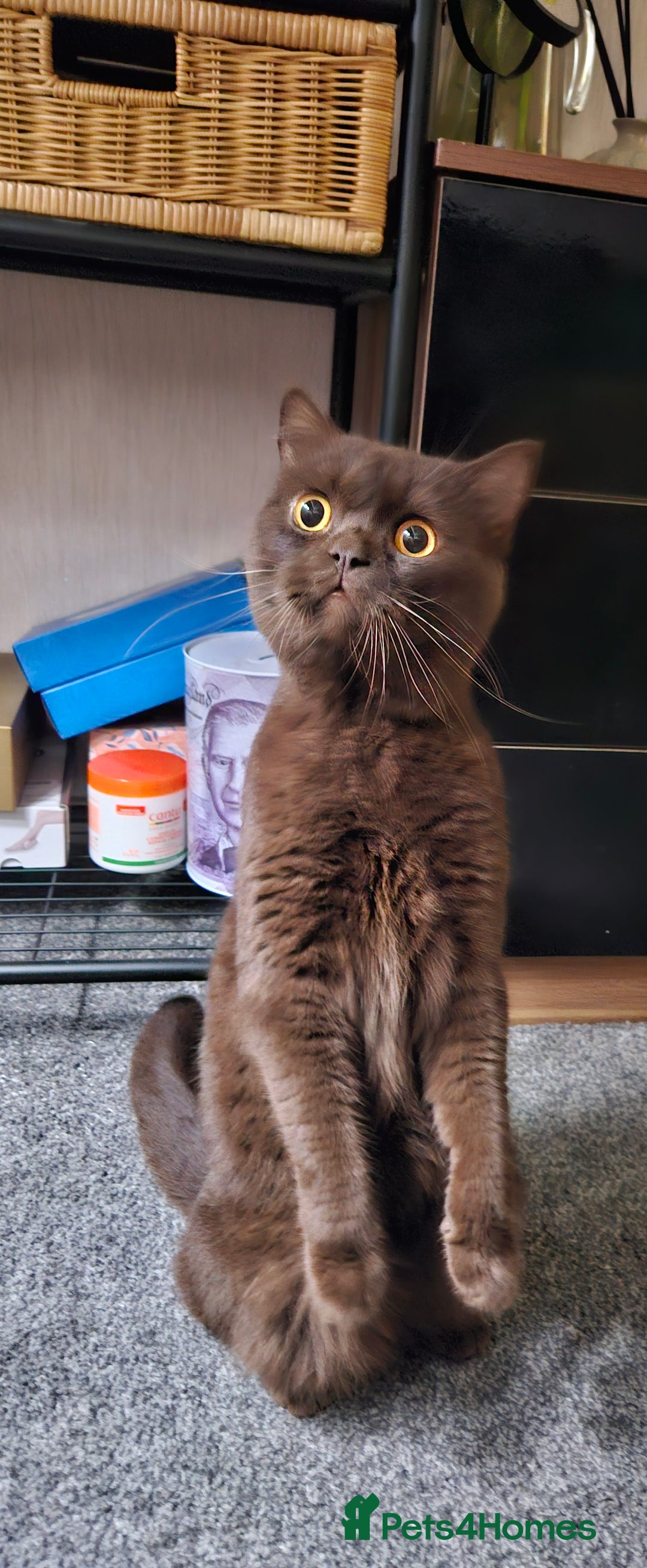 British Shorthair cats for stud: STUNNING CHOCOLATE BSH (GCCF) for stud - Image 4