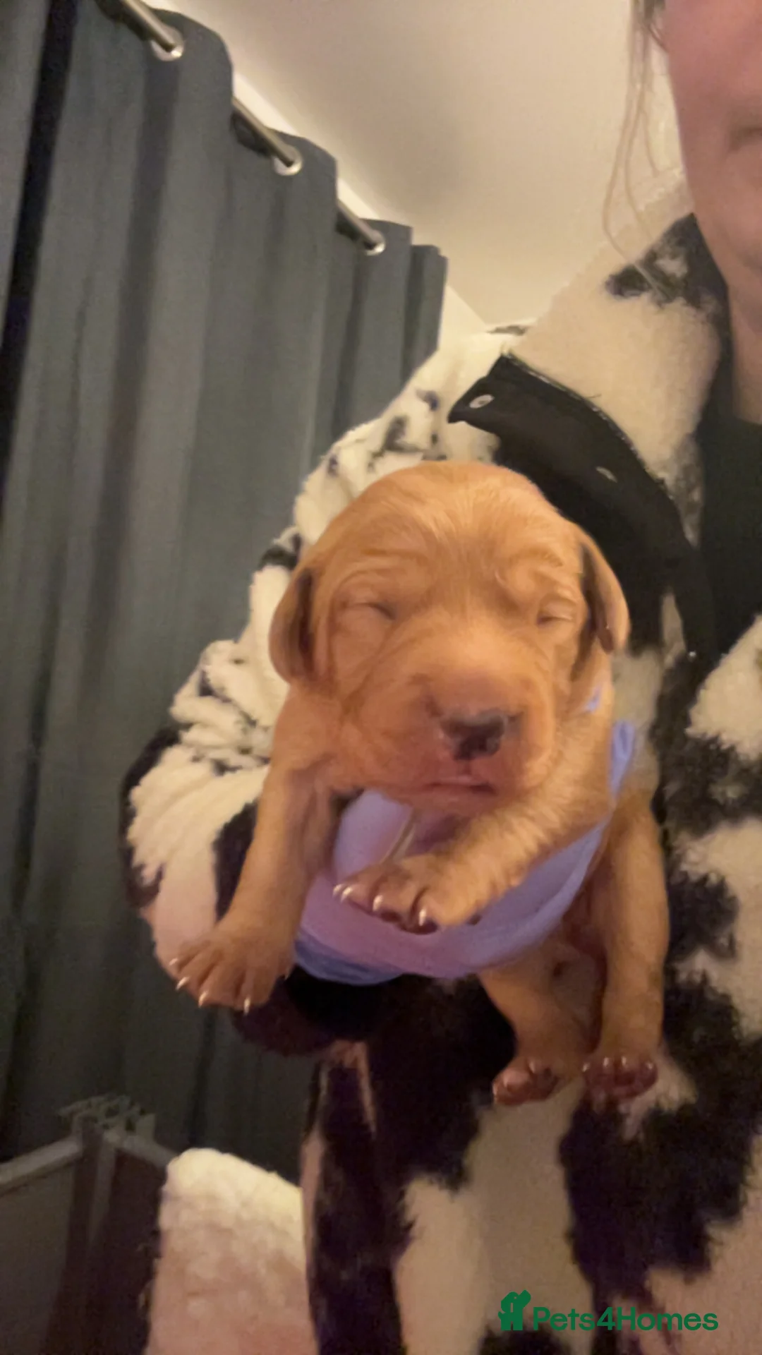 Labrador Retriever dogs for sale: Fox red lab pups for sale  - Advert 13