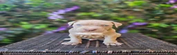 Mixed Breed dogs for sale: Stunning nam x Puppies Blue, Merle Dilute Lines - Advert 22