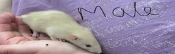 Rat rodents for sale: Baby rats - Advert 3