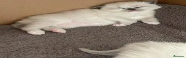 Ragdoll 1