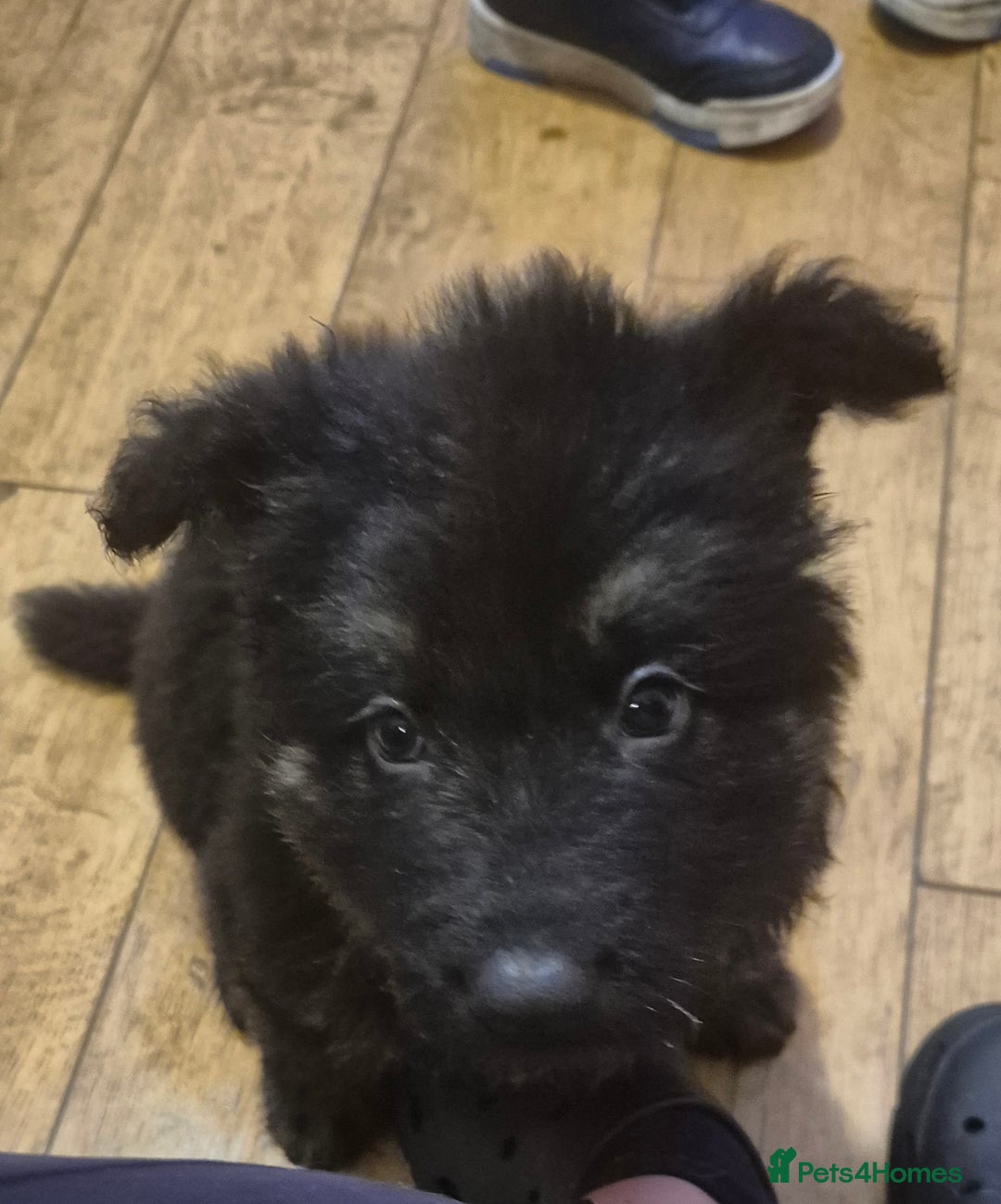 German Shepherd dogs for sale: Female german shepherd ready now - Image 6