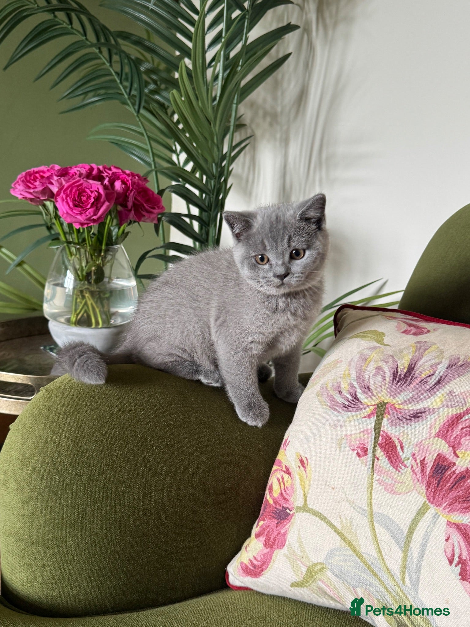 British Shorthair cats Imperial Grand Champion Sired British Shorthair  - Advert 2