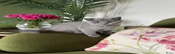 British Shorthair cats for sale: LAST KITTEN  GCCF Reg.  sweetest nature  - Advert 6