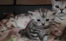 British Shorthair cats for sale: BSH Silver Tabby  - Image 35