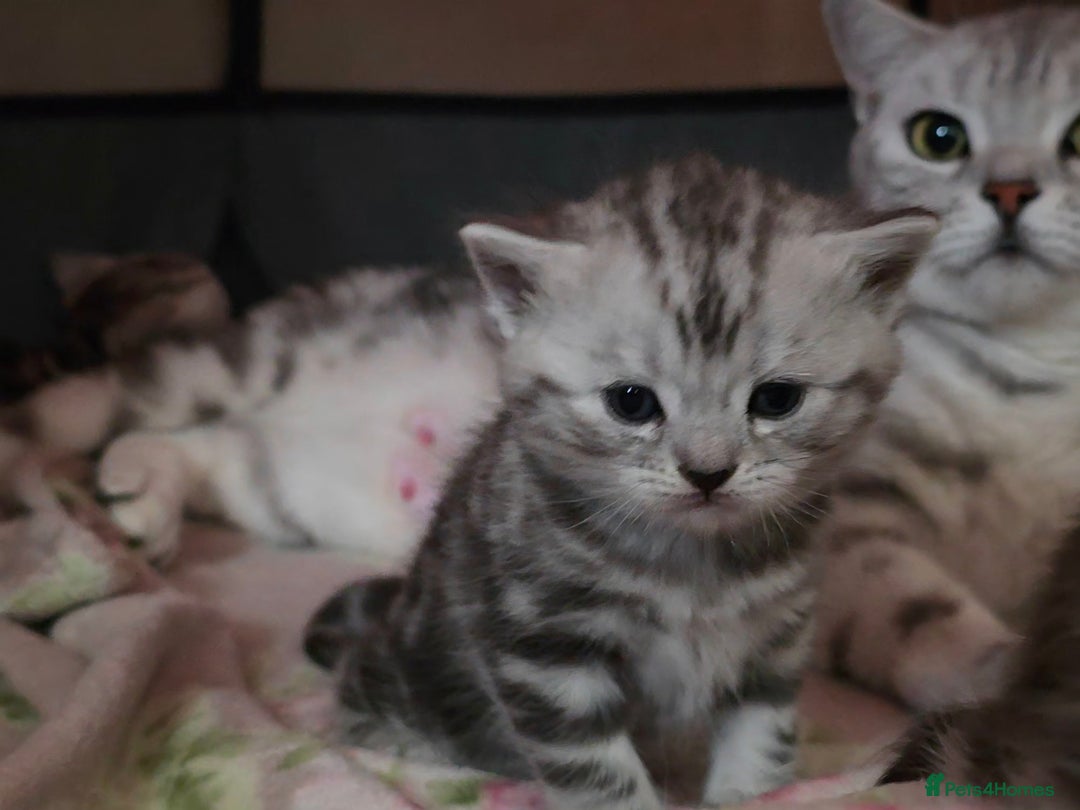 British Shorthair cats for sale: BSH Silver Tabby  - Image 35