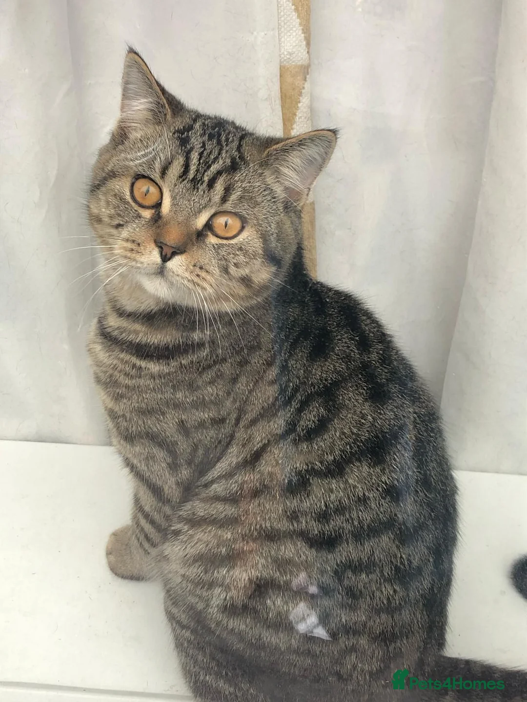 Mixed Breed cats for sale: Male cat  - Advert 2