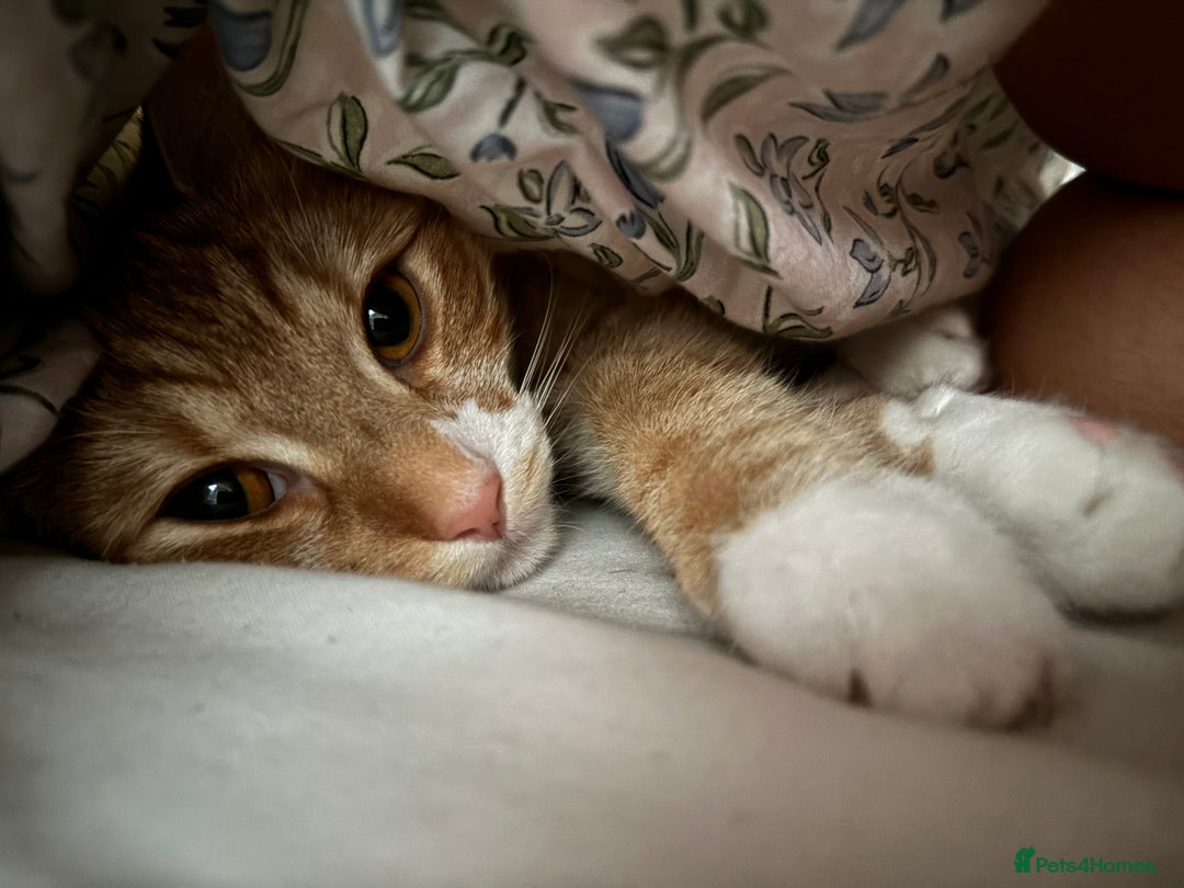 British Shorthair cats for sale: Two Cats for rehoming - Image 2