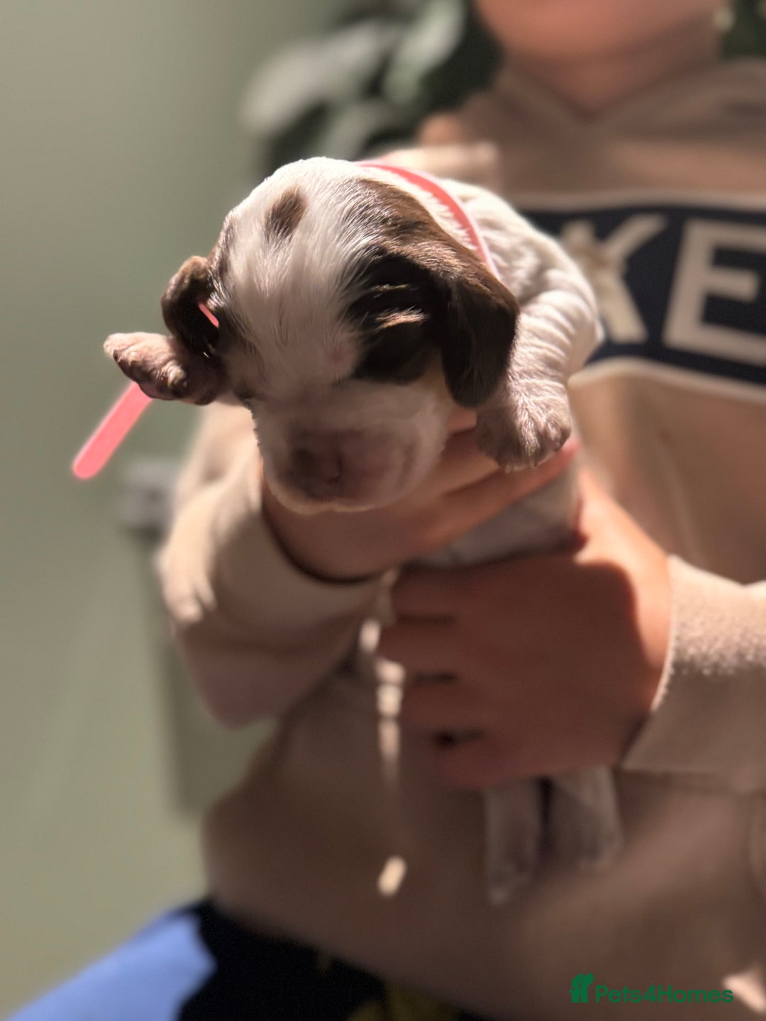 Cocker Spaniel dogs for sale: 8 beautiful show cocker puppies for sale - Advert 14