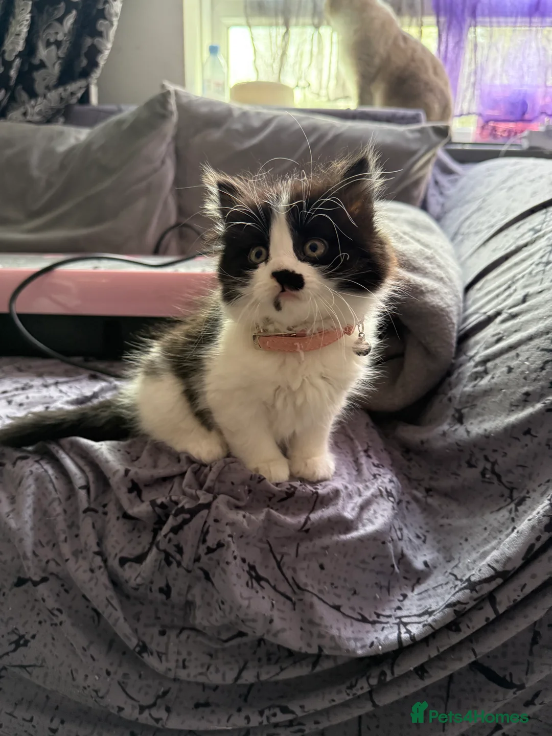 Ragcoon cats for sale: RAGCOONS  - Advert 21