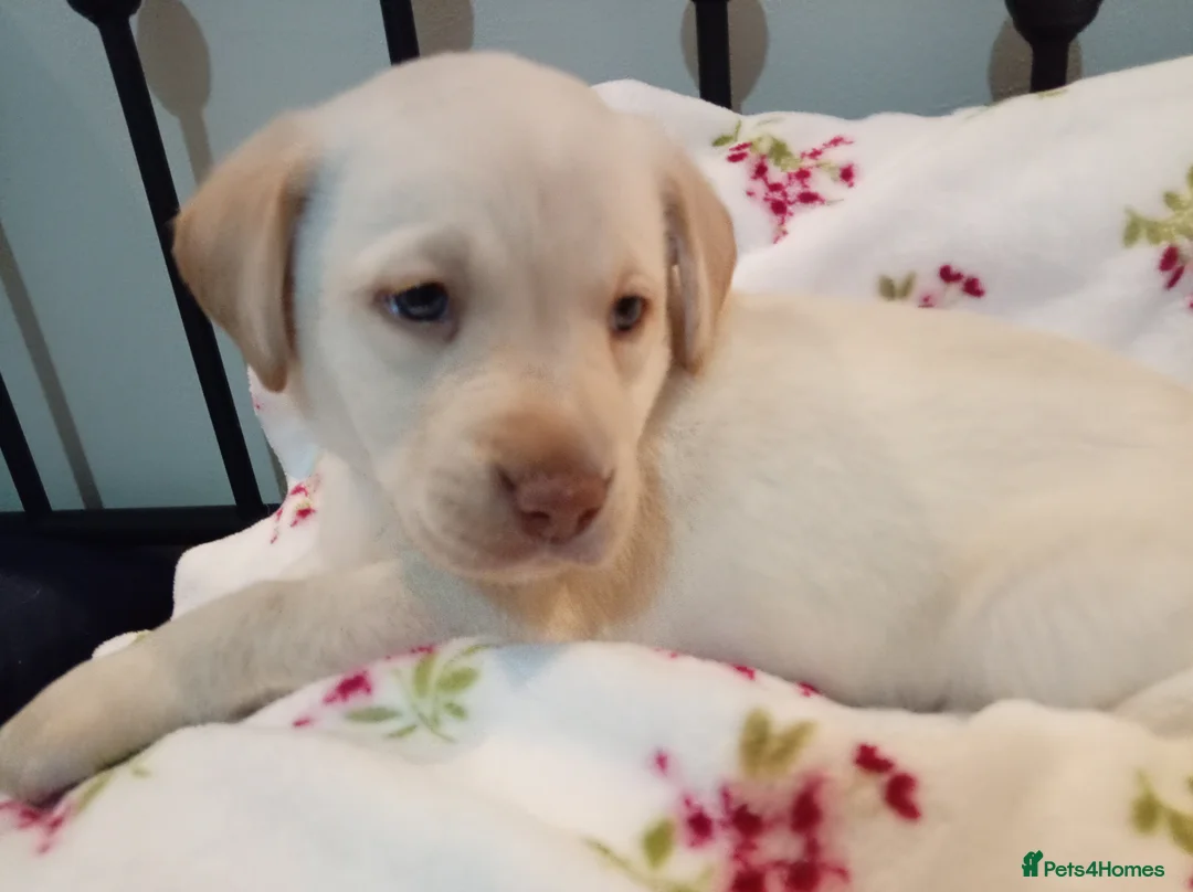 Labrador Retriever dogs for sale: 8 stunning Labrador puppies - Advert 2