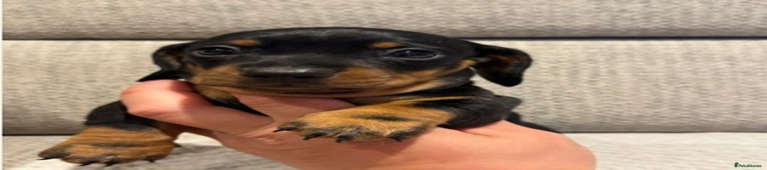 Miniature Dachshund Puppy 1