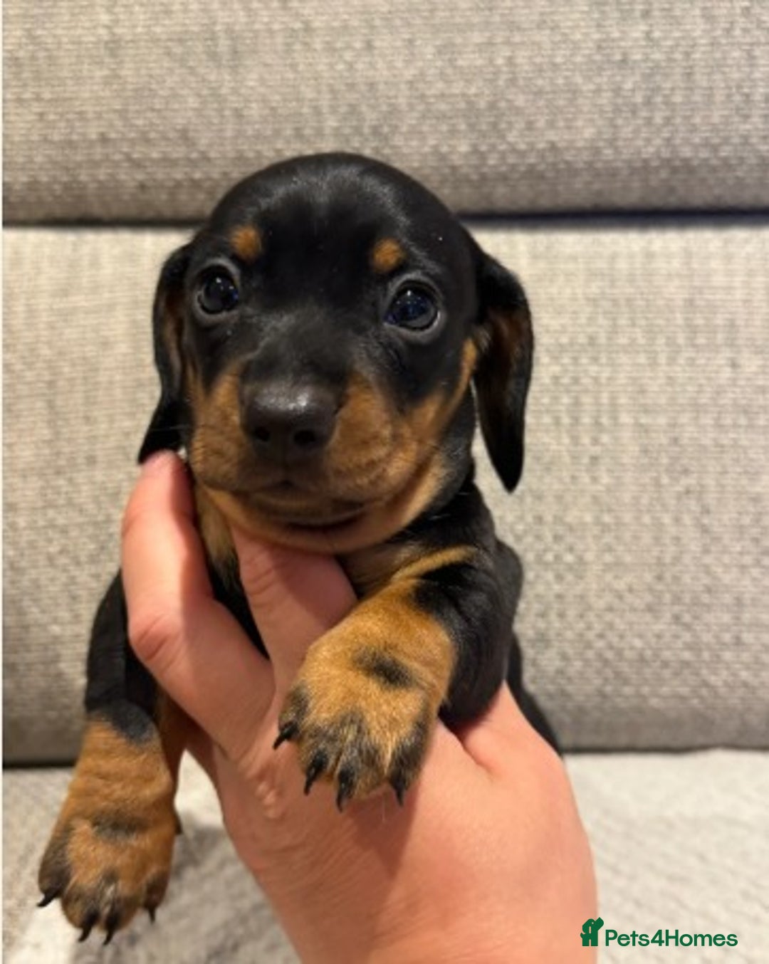 Miniature Dachshund dogs for sale: Miniature Dachshunds Puppies Ready For New Homes - Image 5