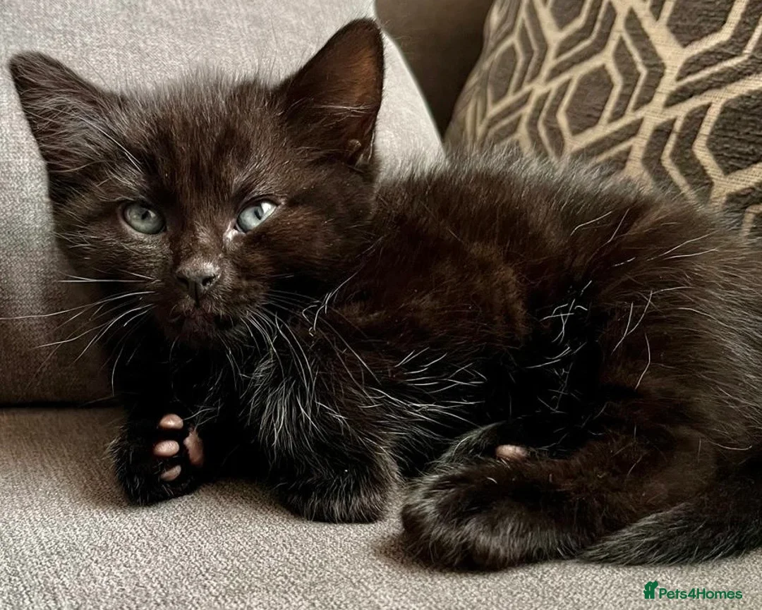 British Shorthair cats for sale: Kittens for sale - Advert 2