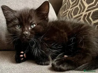 British Shorthair cats Kittens for sale - Advert 14