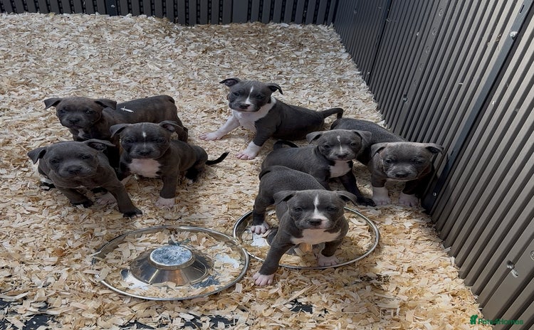 Staffordshire Bull Terrier dogs - Advert 1