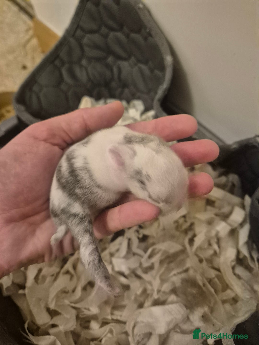 Mixed Breed rabbits for sale: Lionhead/lop rabbits - Advert 1