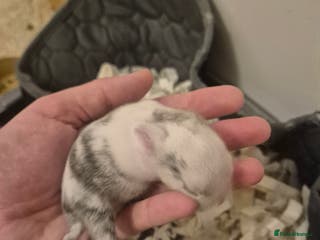 Mixed Breed rabbits Lionhead/lop rabbits - Advert 2