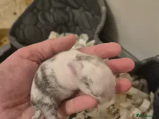 Mixed Breed rabbits Lionhead/lop rabbits - Advert 3