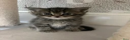 American Shorthair cats for sale: Beautiful BSH Kittens for sales  - Advert 6