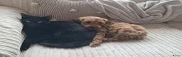 Mixed Breed cats for sale: 8 month old black kitten - Advert 3
