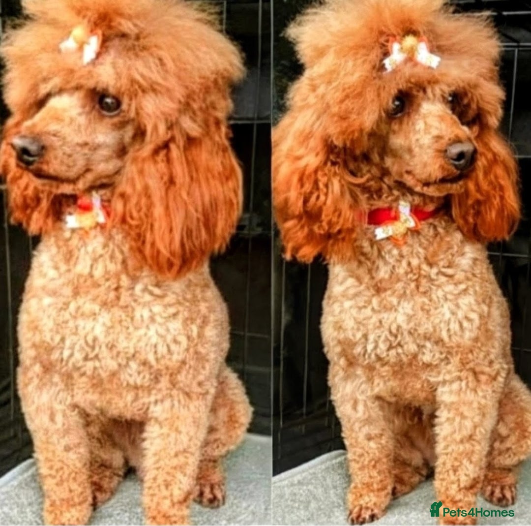 Yorkiepoo dogs for sale: GENUINE F1 YORKIEPOO PUPPIES  - Advert 5