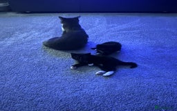 Mixed Breed cats for sale: Two adorable kittens  - Image 4