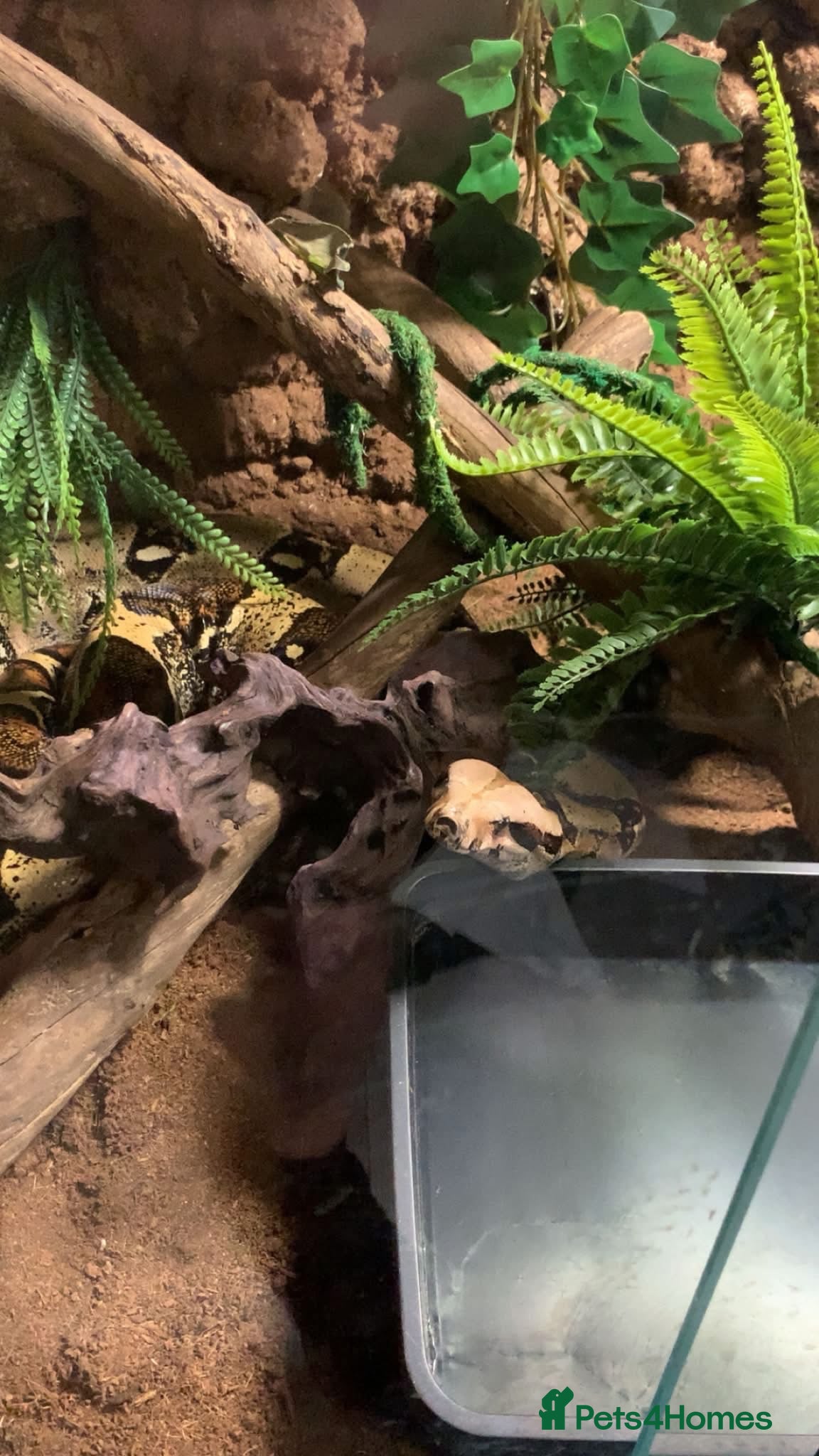 Boa Snake reptiles 6-7 ft Boa Constrictor with 6 ft Viv - Advert 2
