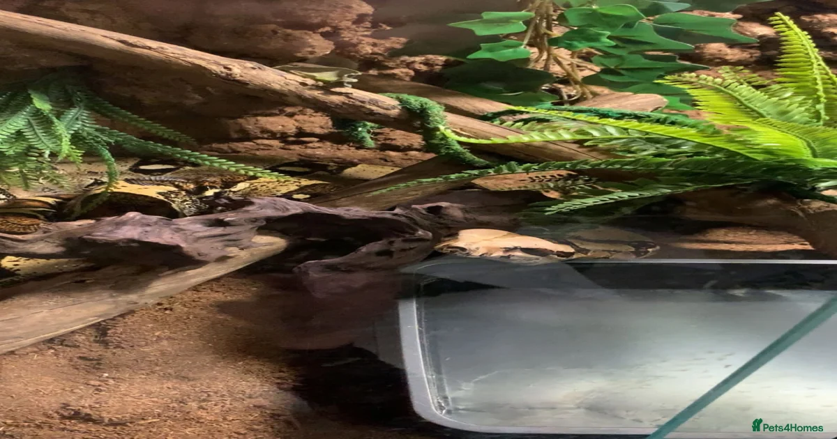 Boa Snake Reptiles for sale | Pets4Homes