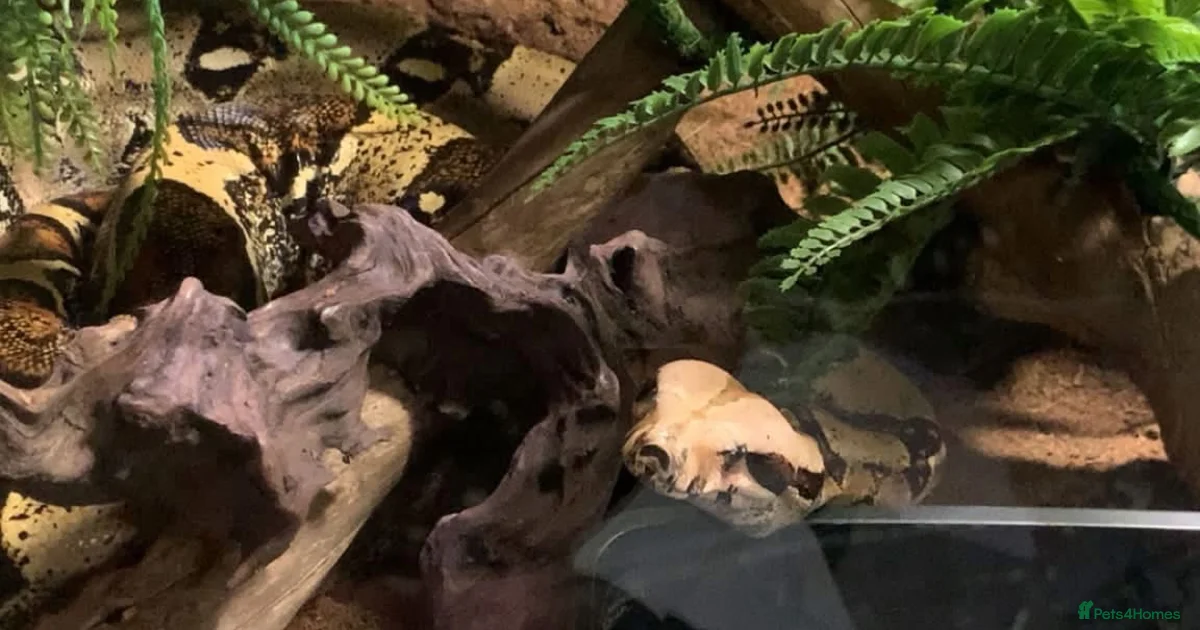 Boa Snake Reptiles for sale | Pets4Homes