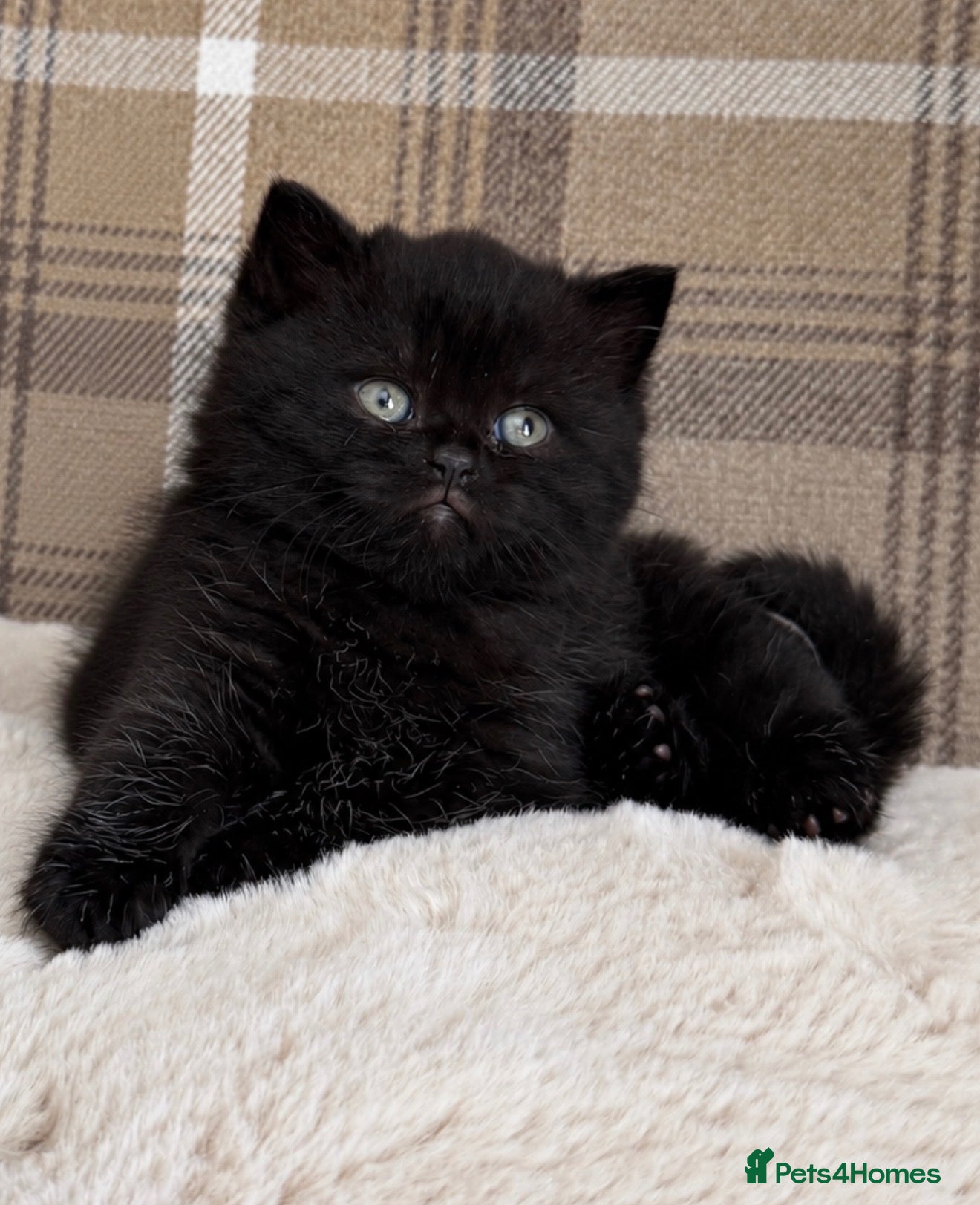 British Shorthair cats Champion GCCF british shorthair kittens  - Advert 2