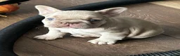 French Bulldog dogs for sale: Home litter french bulldogs  in Chatham - Advert 1